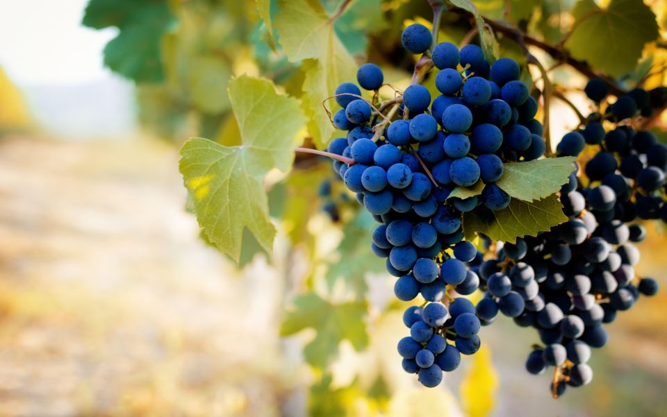 From Milan: Barolo Wine Tasting, Alba Tour and Castle Visit - Price and value: is $225.44 worth it?