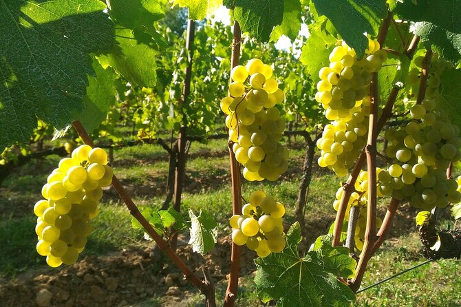 Lake Iseo & Franciacorta Winery. Scenic & Wine Tasting tour - Monte Isola free time: how to spend 90 minutes well
