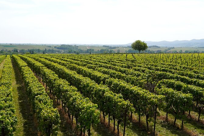 Lake Iseo & Franciacorta Winery. Scenic & Wine Tasting tour - Sulzano handoff: short boat leg, quick logistics