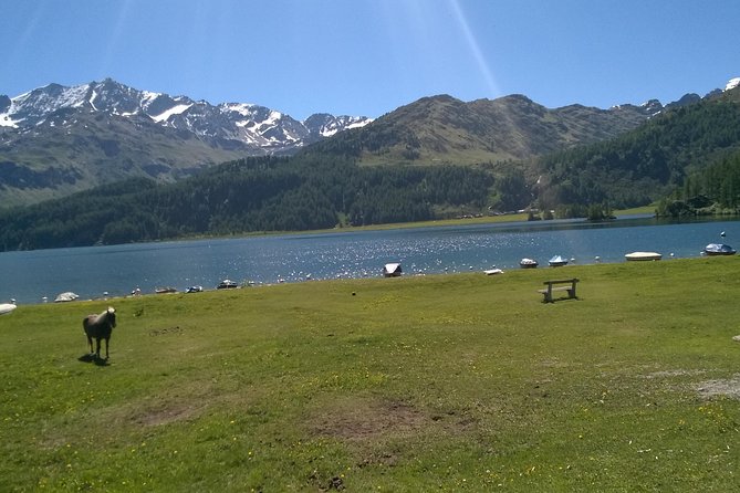 Private tour to Bernina train & Lake Como. Hotel pick-up - The Red Train from St. Moritz to Tirano: the main event